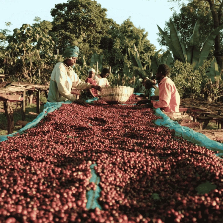 Nomad Coffee Etiopia Shakiso Hadeso filter 250 g | CoffeeLove