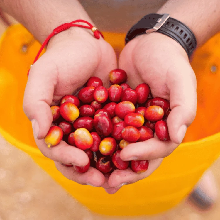 Nomad Coffee Kolumbia Chiroso Las Flores filter 250 g | CoffeeLove