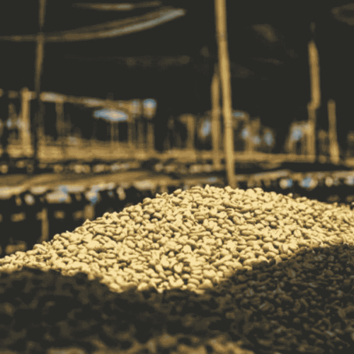 Gardelli Kenia Mukunga omniroast 250 g | CoffeeLove