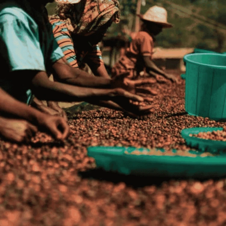 Gardelli Kenia Mukunga omniroast 250 g | CoffeeLove