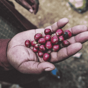Gardelli Kenia Mukunga omniroast 250 g | CoffeeLove