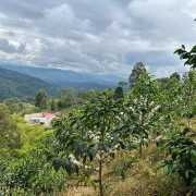 Father's Coffee Kolumbia El Diviso Geisha filter 100 g | CoffeeLove