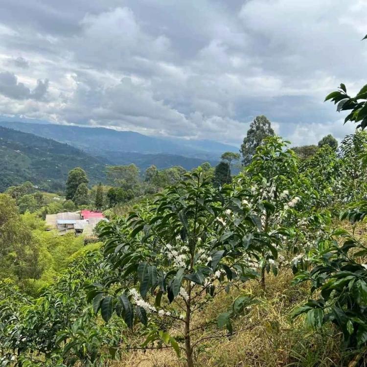 Father's Coffee Kolumbia El Diviso Geisha filter 100 g | CoffeeLove