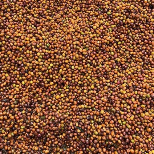 Father's Coffee Kolumbia El Diviso Geisha filter 100 g | CoffeeLove