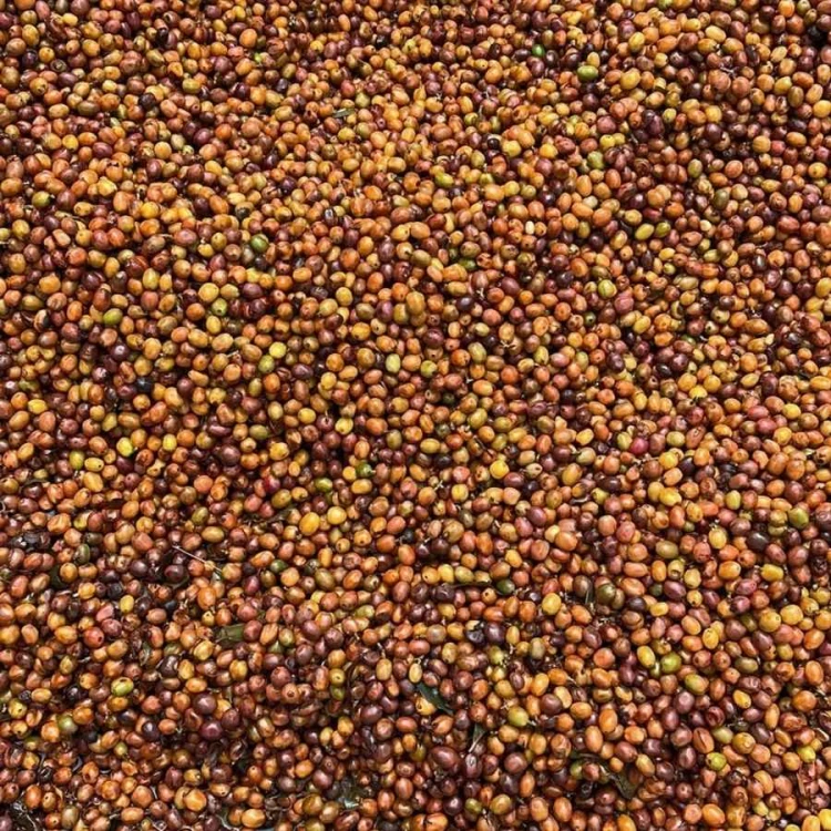 Father's Coffee Kolumbia El Diviso Geisha filter 100 g | CoffeeLove