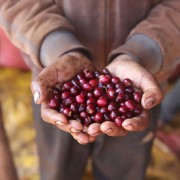Father's Coffee Etiopia Kabira filter 250 g | CoffeeLove