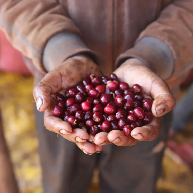 Father's Coffee Etiopia Kabira filter 250 g | CoffeeLove