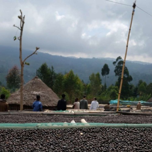 Coffee Collective Etiopia Basha filter 250 g | CoffeeLove