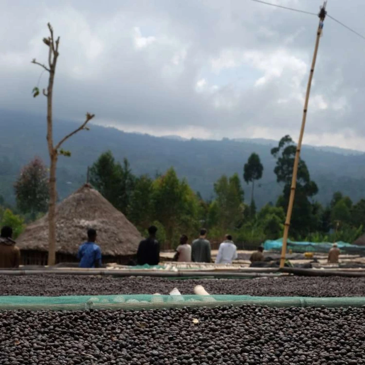 Coffee Collective Etiopia Basha filter 250 g | CoffeeLove