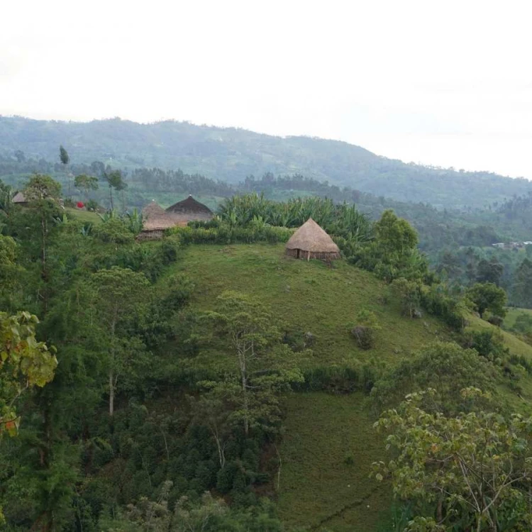 Coffee Collective Etiopia Basha filter 250 g | CoffeeLove