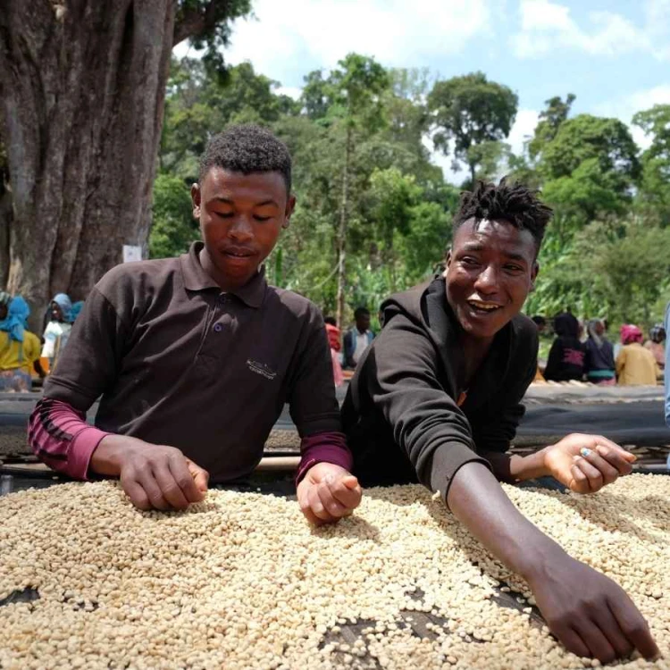 Coffee Collective Etiopia Basha filter 250 g | CoffeeLove