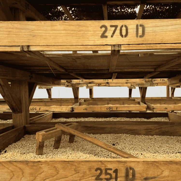 The Barn Gwatemala Santa Clara omniroast 250 g | CoffeeLove