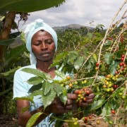 1000 Hills Muhabura Rwanda natural filtr 250g kawa ziarnista Speciality | CoffeeLove