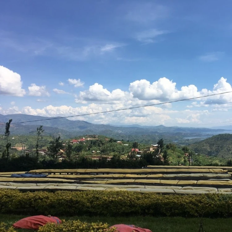 1000 Hills Muhabura Rwanda natural filtr 250g kawa ziarnista Speciality | CoffeeLove
