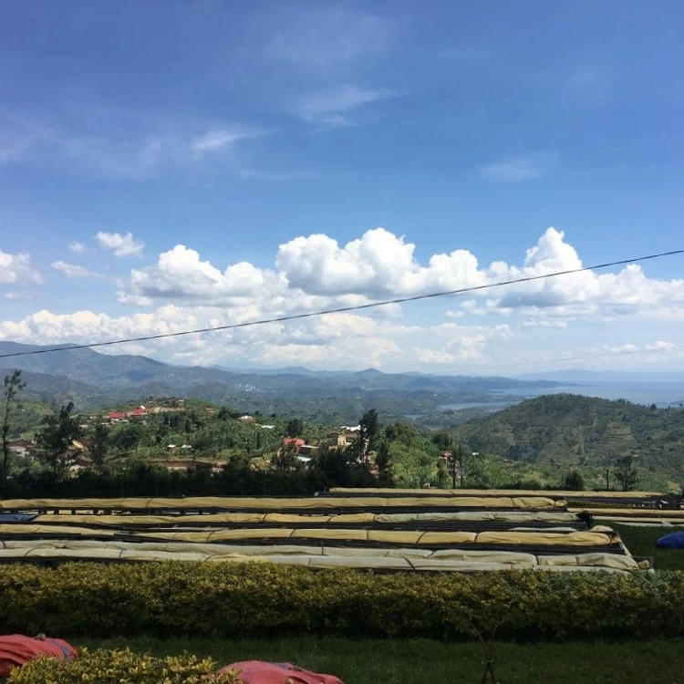 1000 Hills Muhabura Rwanda washed filtr 250g kawa ziarnista Speciality | CoffeeLove