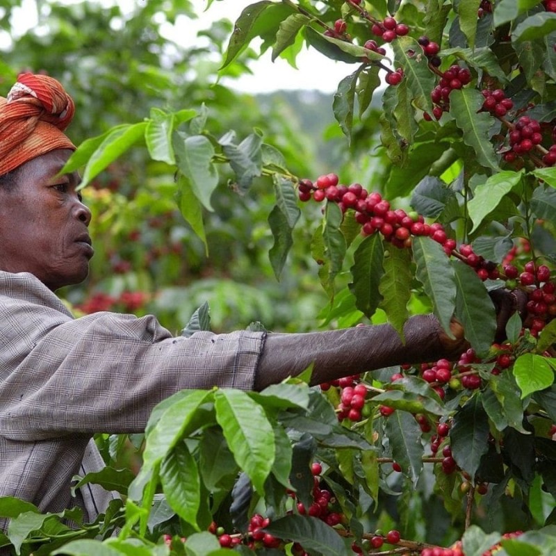1000 Hills Muhabura Robusta washed omniroast 400g kawa ziarnista Speciality | CoffeeLove