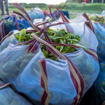 Kivu Reserve Organic Green | CoffeeLove