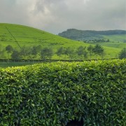 Kivu Reserve Organic Green | CoffeeLove