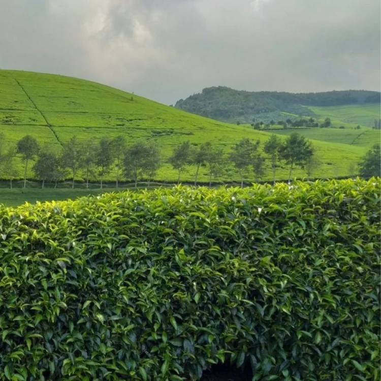 Kivu Reserve Organic Green | CoffeeLove