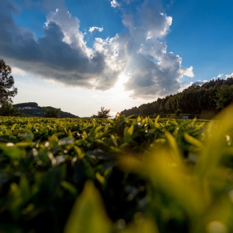 Kivu Reserve Organic Green | CoffeeLove