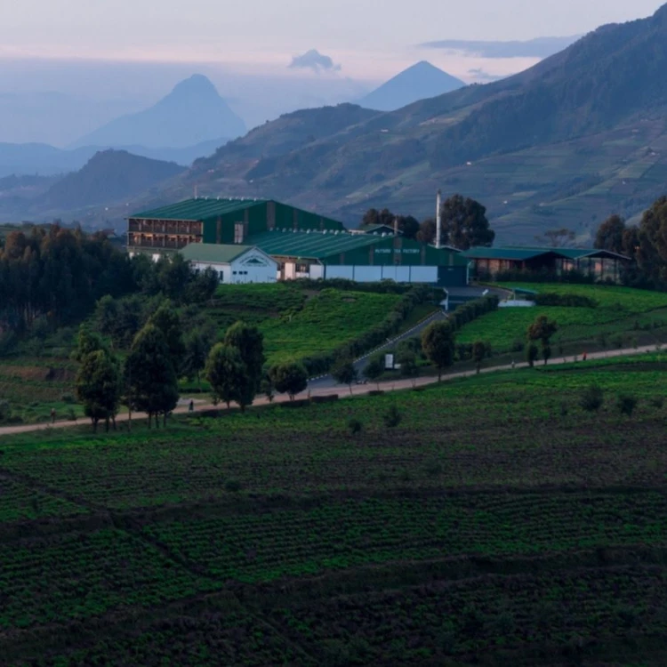 Kivu Reserve Organic Green | CoffeeLove