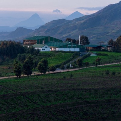 Kivu Reserve Organic Black | CoffeeLove