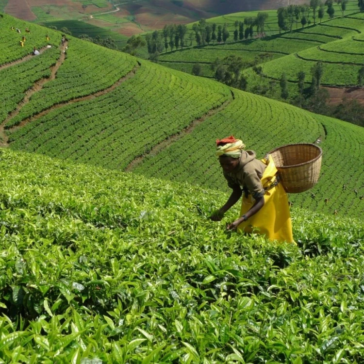 Kivu Select Organic Black Tea | CoffeeLove
