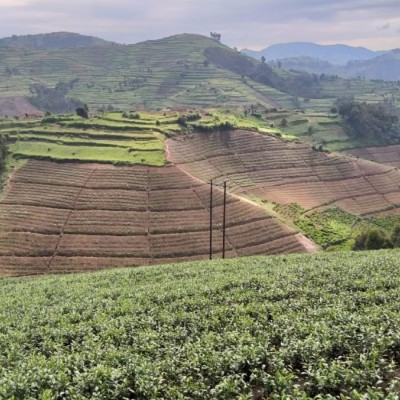 Kivu Select Organic Black Tea | CoffeeLove