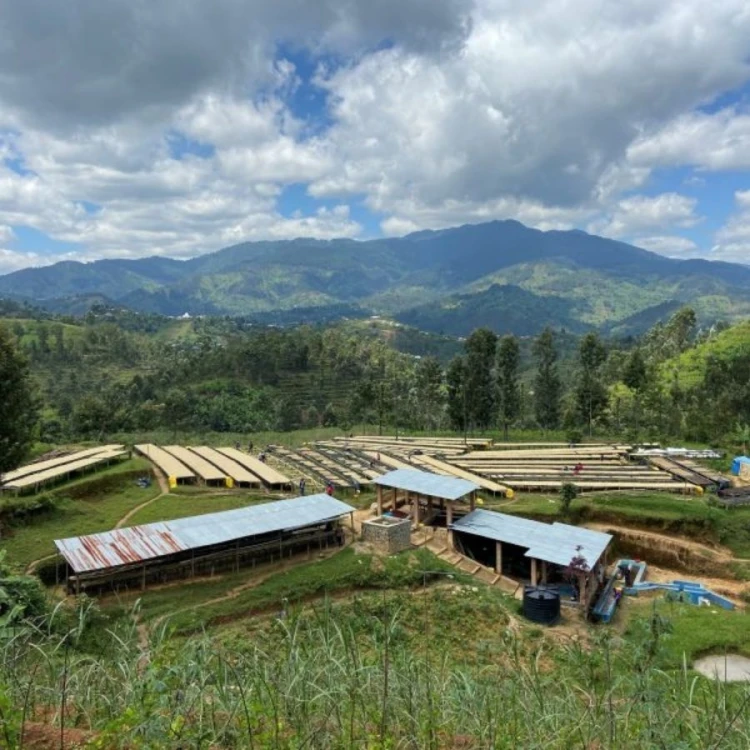 1000 Hills Muhabura Rwanda funky filtr 250g kawa ziarnista Speciality | CoffeeLove