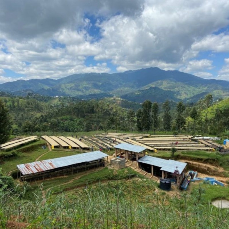 1000 Hills Muhabura Rwanda funky filtr 250g kawa ziarnista Speciality | CoffeeLove