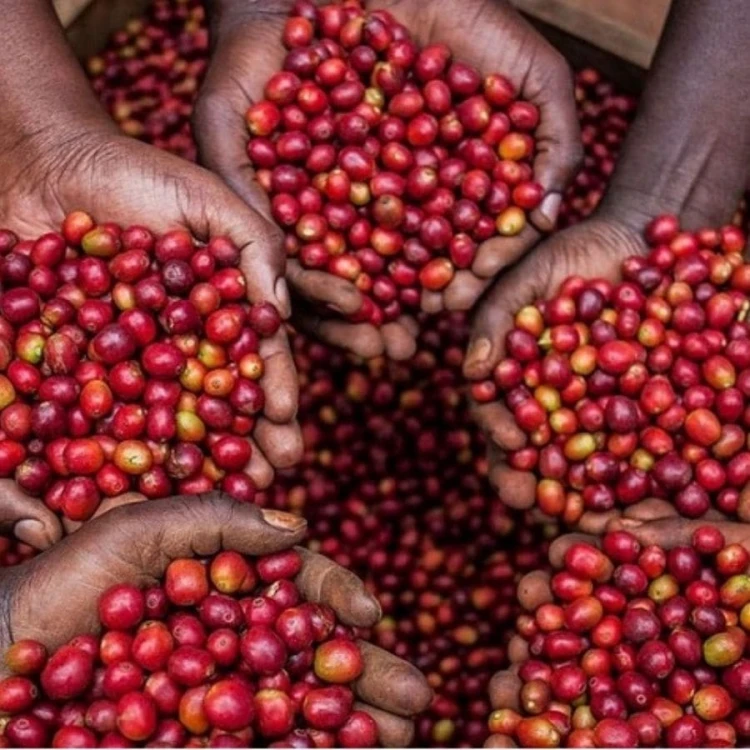 1000 Hills Muhabura Rwanda funky filtr 250g kawa ziarnista Speciality | CoffeeLove