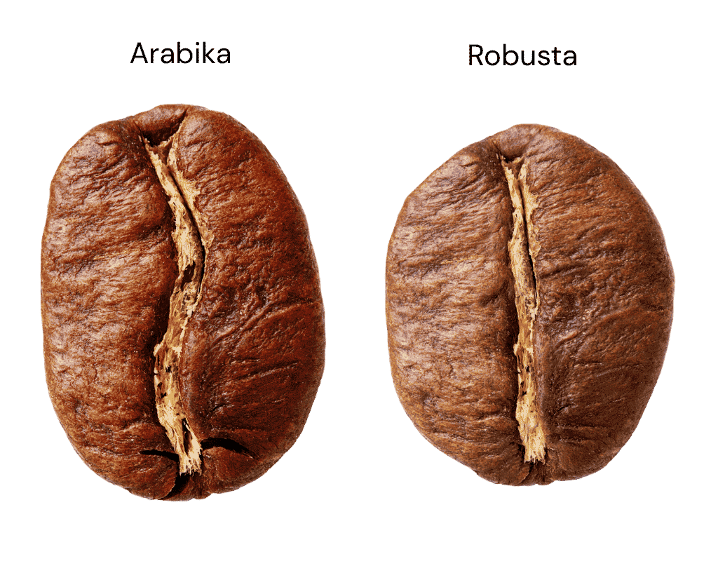 porównanie ziarna arabika i robusta