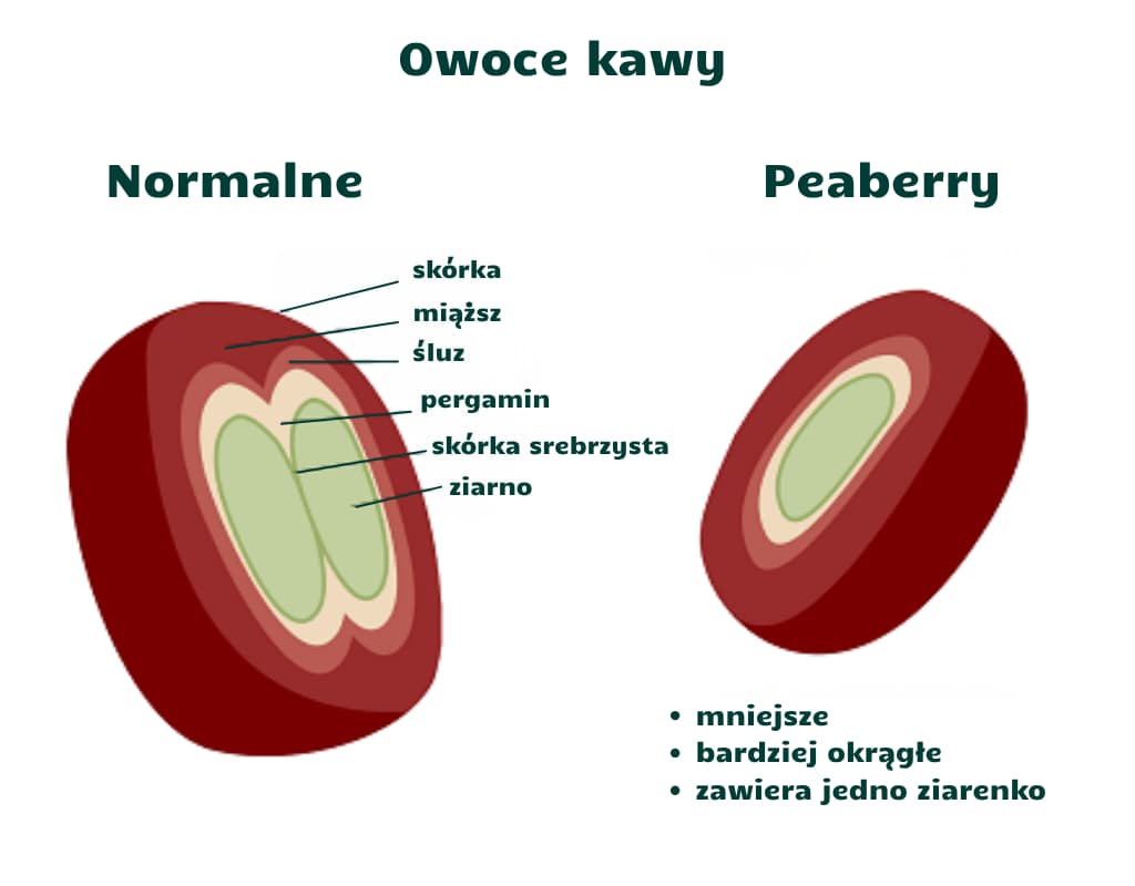 Ziarna kawy Peaberry w porównaniu do klasycznych ziaren