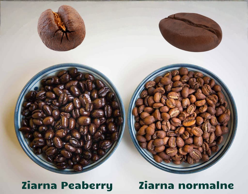 Jak wyglądają ziarna Peaberry i normalne